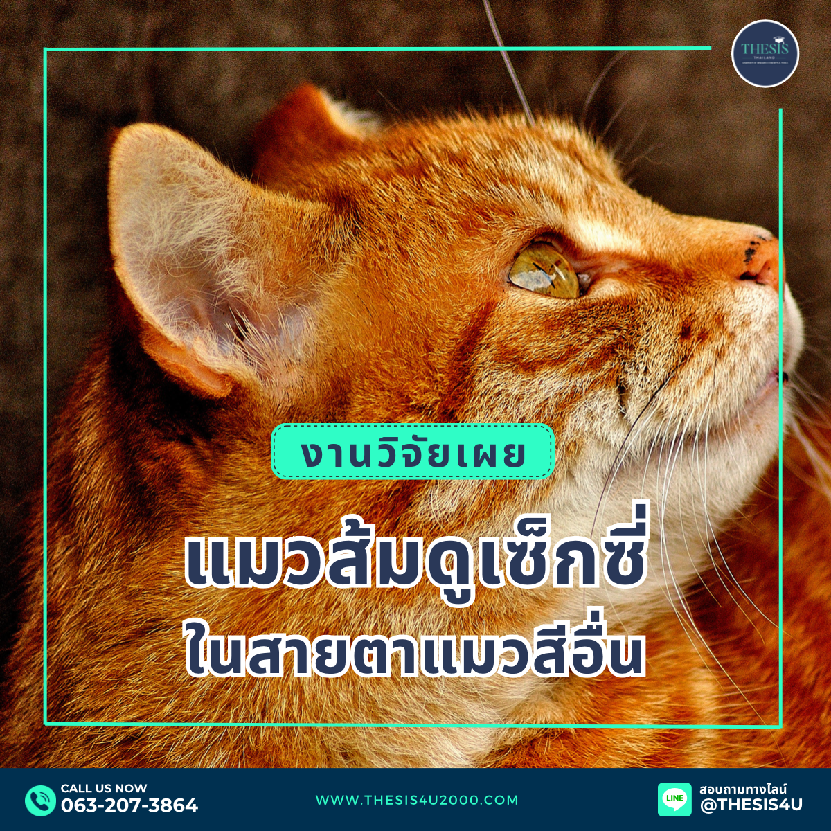 วิจัยเผย : แมวส้มดูเซ็กซี่ในสายตาแมวสีอื่น